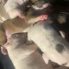 Tri - color American bullys for sale