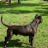 Boerboel Dogo Bandogg
