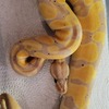 Ball pythons