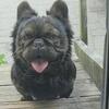 Stud only french bulldog