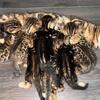 Bengal kittens