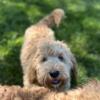 Hazel-Mini English Goldendoodle Puppy