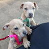 AMERICAN STAFFORDSHIRE / PITT PUPPIES