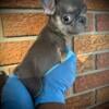 Tiny Tiny French Bulldog Female! AKC