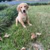 CKC golden retriever male