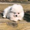 CKC Pomeranian: WHITEY