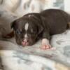 Pocket bully puppies girls blue tri