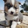 AKC corgi