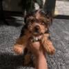 Yorkie puppies available