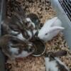 New Zealand Rabbits Born April 15th