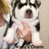 AKC FEMALE SIBERIAN HUSKY PUP