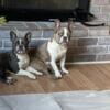 Two frenchie brothers need new homes