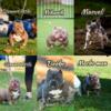 Studs American bullys fluffy French bulldogs