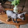 Seal point Sphynx kitten 