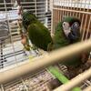 severe macaw