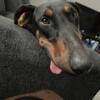 2 year old Doberman looking for new home !