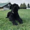 Giant Schnauzer available for breeding