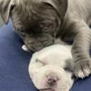 XL American Bully/ Pitbull puppies