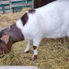 3 yr old boer female goat