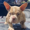 American Bully