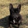 female French bulldog very sweet girl