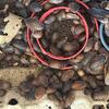 DUBIA roaches over 500 in colony $75 firm