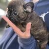 Male French Bulldog pup
