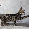 Male and Female Bengal kittens available now!