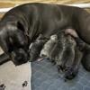 Cane Corso puppies Due May 2024