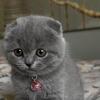 Scottish fold
