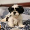 Purebred Shi-Tzu Pups.