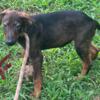 4 months old Doberman Shepherd Puppies