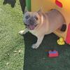 Female French Bulldog