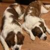 Saint Bernard Puppies