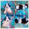 Akc Basset Hound puppies