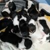 AKC Basset Hound puppies