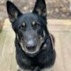 German Shepherd Dog looking for new home