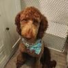 Standard  Young Adult Male Goldendoodle F1B