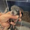 Baby Chinchillas in Seymour, CT