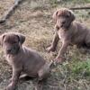 Mastiff Hybrid pups: Boerboel, Dane, Neo, amongst others.  Parents, grandparents, great parents on site.