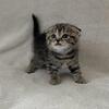 Scottish Fold kitten (female)