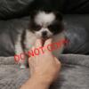 Tea Cup Black & White parti merle Pomeranian puppy for sale