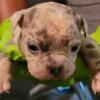 BULLY PUPPIES AVAILABLE BORN APRIL 8