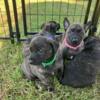 Dutch Shepherd Puppies Looking for forever home