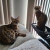 Bengal cats for sale