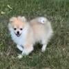 AKC Male Pomeranians in Ligonier Indiana