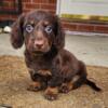 DEPOSIT RECEIVED ~Male AKC & CKC Miniature Dachshund