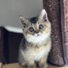 Scottish Straight British Shorthair Kittens