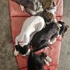 Great Dane puppies for pets