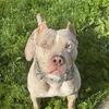 3 year old bully. Family dog.